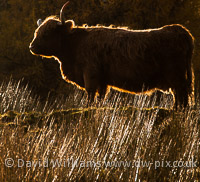 Highland cow, Glen Lonan.